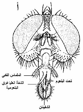 انواع أجزاء الفم في الحشرات (Mouth-parts) - منتديات درر العراق